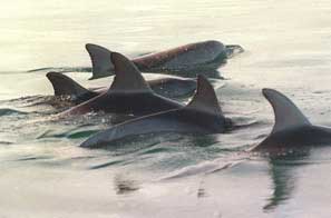 Dolphins